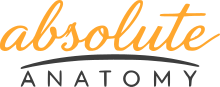 Absolute Anatomy